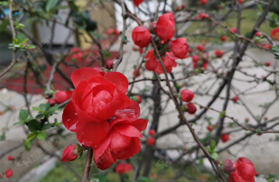桂林鸿程满园春色,春意正浓,邀您共赏!